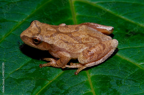 Close-up of a Wood Frog on a leaf (Rana sylvatica)