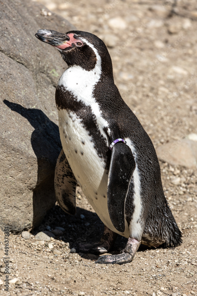 Fototapeta premium Humboldt Penguin, Spheniscus humboldti in a park
