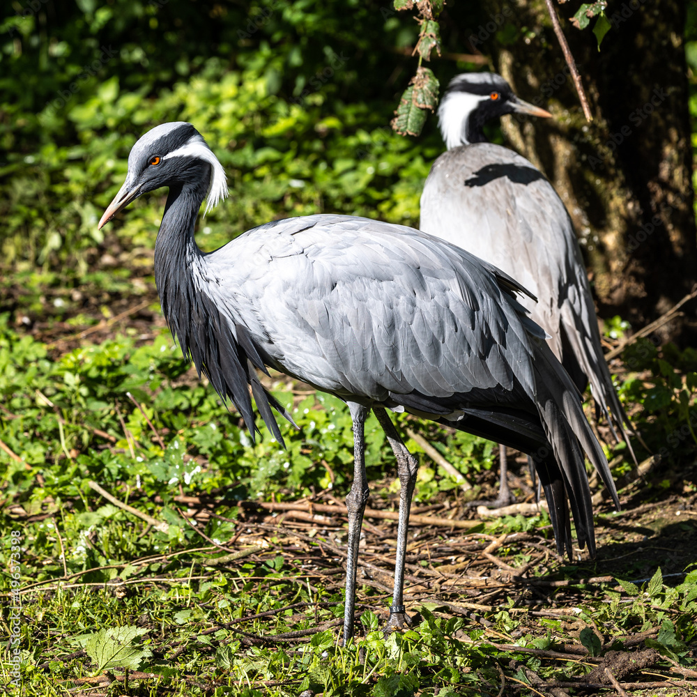 Fototapeta premium Demoiselle Crane, Anthropoides virgo are living in the bright green meadow during the day time