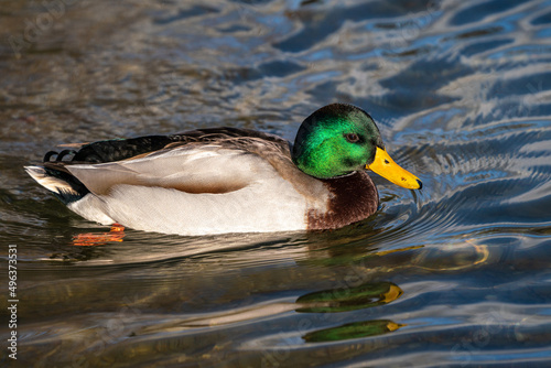 Wild duck or mallard, Anas platyrhynchos swimming in a lake