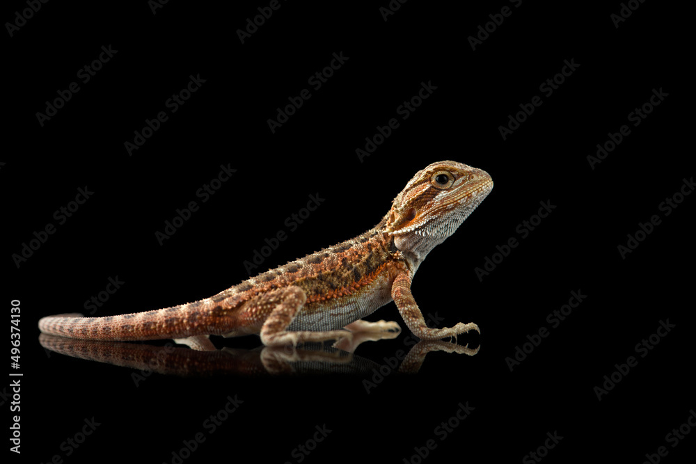 Obraz premium The central bearded red dragon lizard isolated on black background
