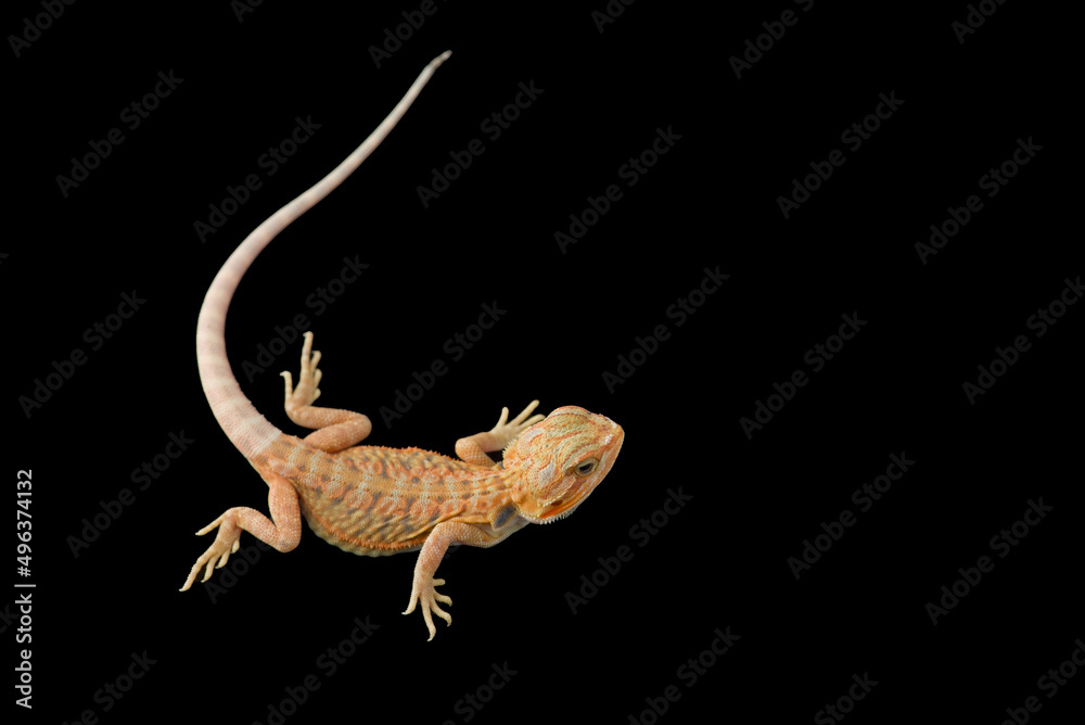 The central bearded red dragon lizard isolated on black background The central bearded red dragon lizard isolated on black background
