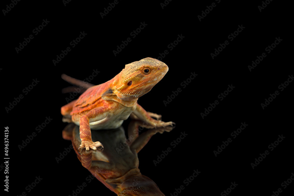 Fototapeta premium The central bearded red dragon lizard isolated on black background