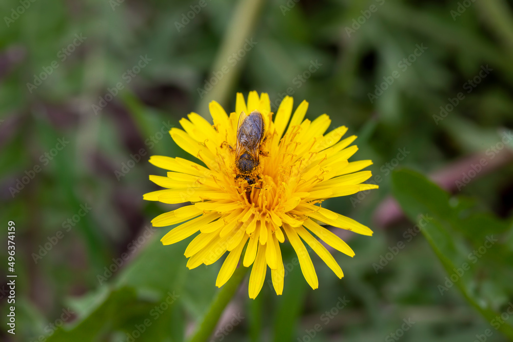 yellow beautiful dandelion flowers with seeds yellow beautiful dandelion flowers with seeds
