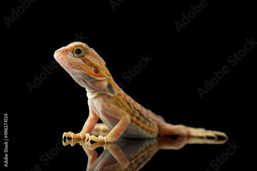 The central bearded red dragon lizard isolated on black background