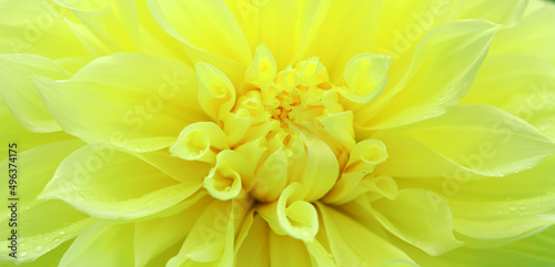 Close Up of yellow dahlia flower .