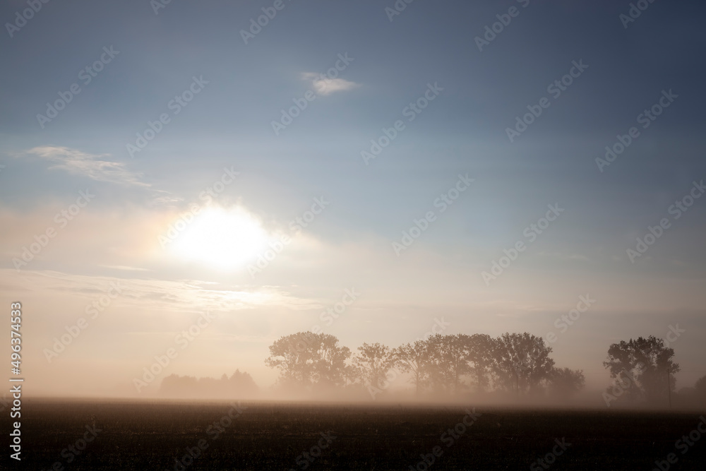 trees in thick fog in the morning