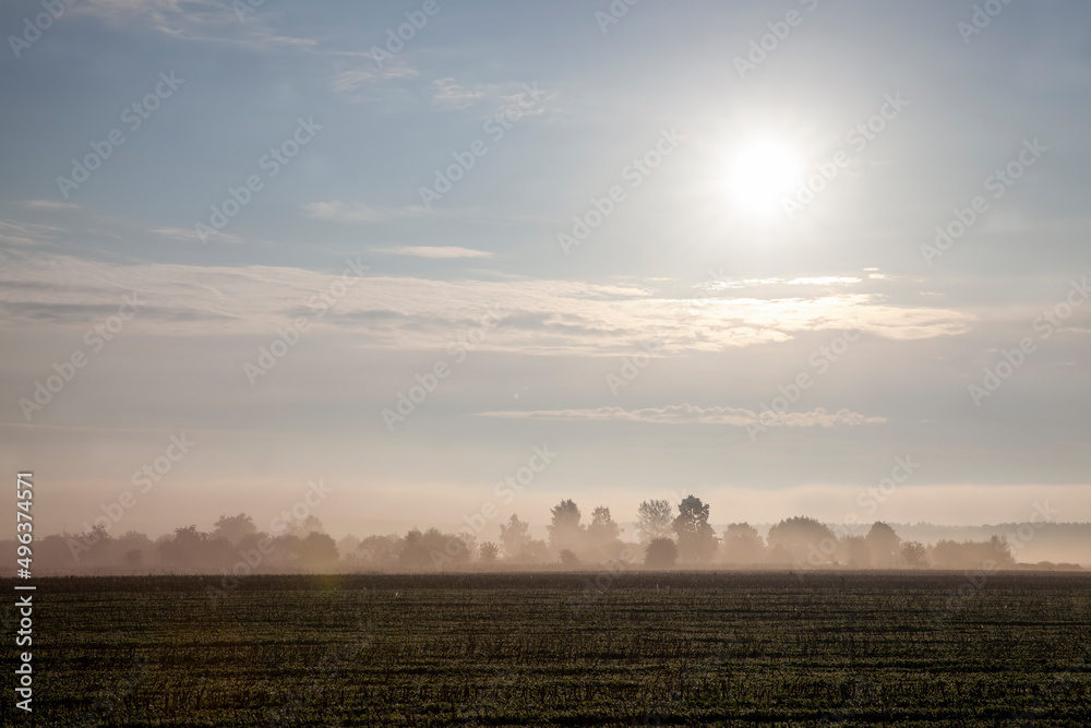 Fototapeta premium trees in thick fog in the morning