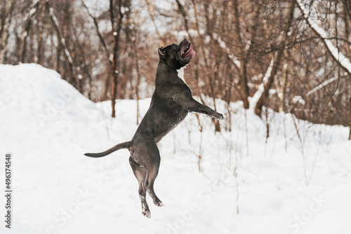 dog in snow