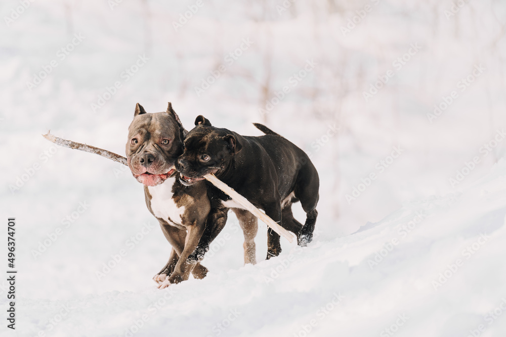 dog in snow