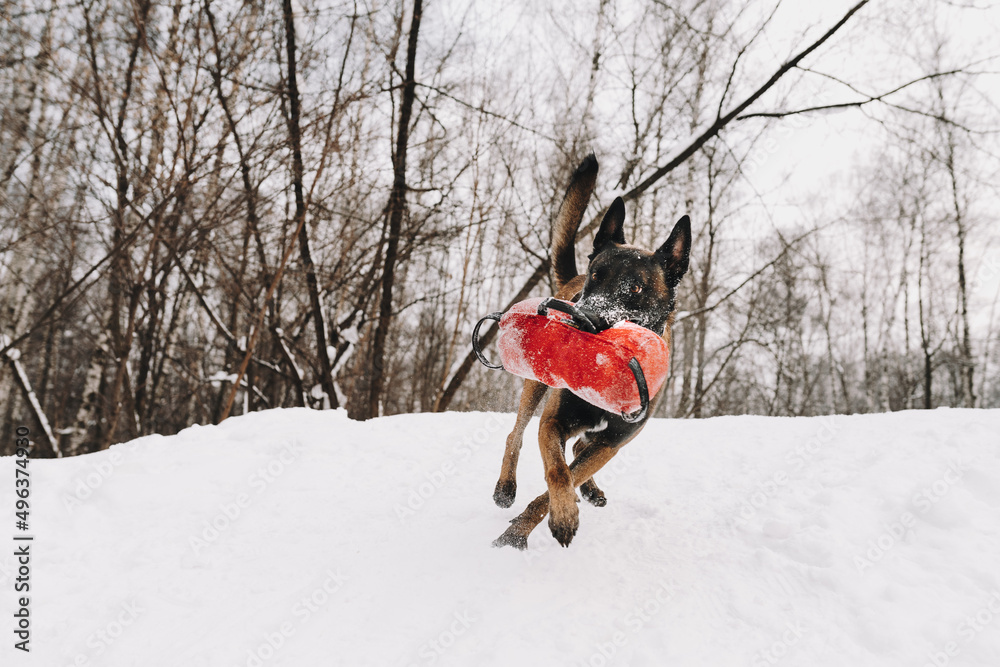 malinois dog in snow