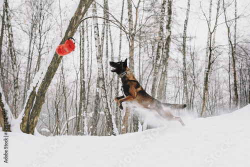 Schilderij op canvas malinois dog in snow