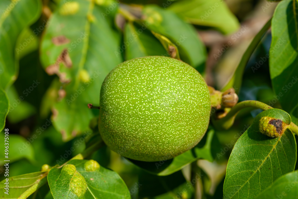 immature walnut tree during fruit ripening immature walnut tree during fruit ripening