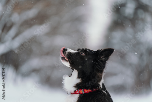 border collie dog