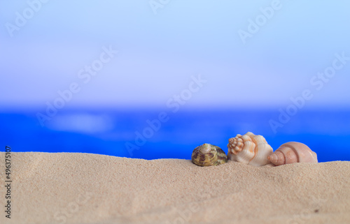 Caracolas en arena con fondo desenfocado