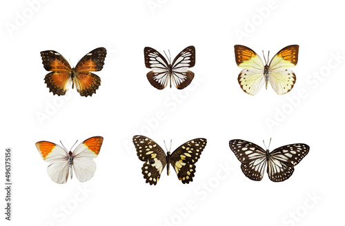 Set of butterflies © Ortis