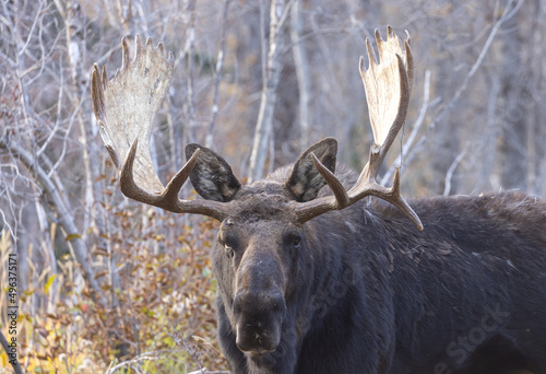 Bull Moose During the Rut in Autumn in Grand Teton National Park Wyoming