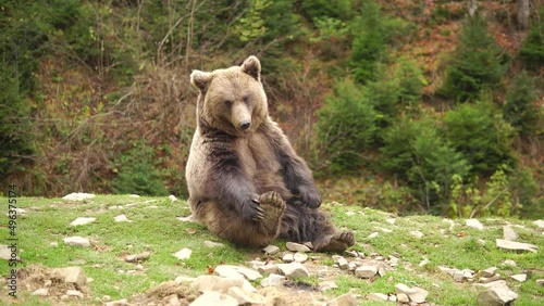Funny wild brown bear itches sitting at a green meadow in a forest
 photo