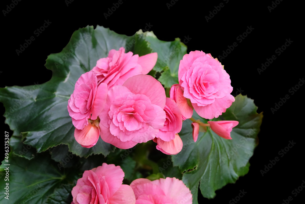 Terry begonia with bright pink flowers isolated on a black background, horizontal orientation, selective focus.
