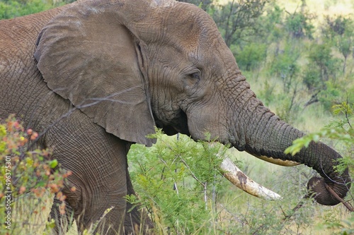 Elefant - Portait photo