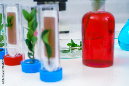 Microscope and young plant in science test tube , lab research biochemistry , biotechnology concept photo