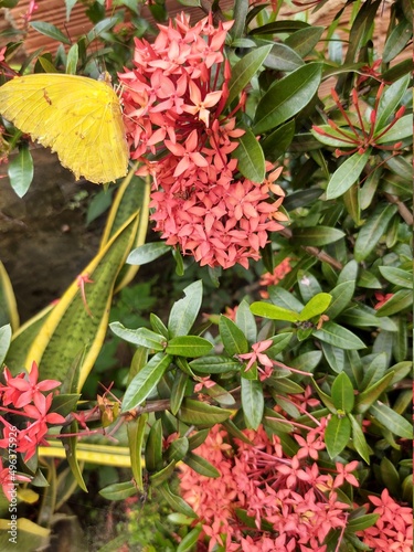 red and yellow flowers