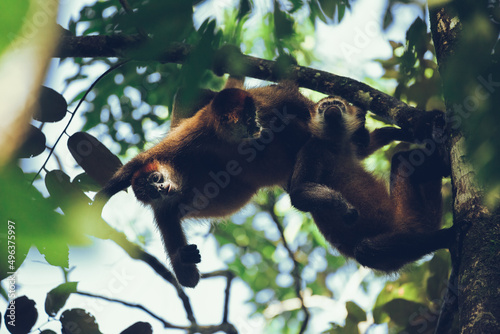 A troop of central american spider monkeys in a tree