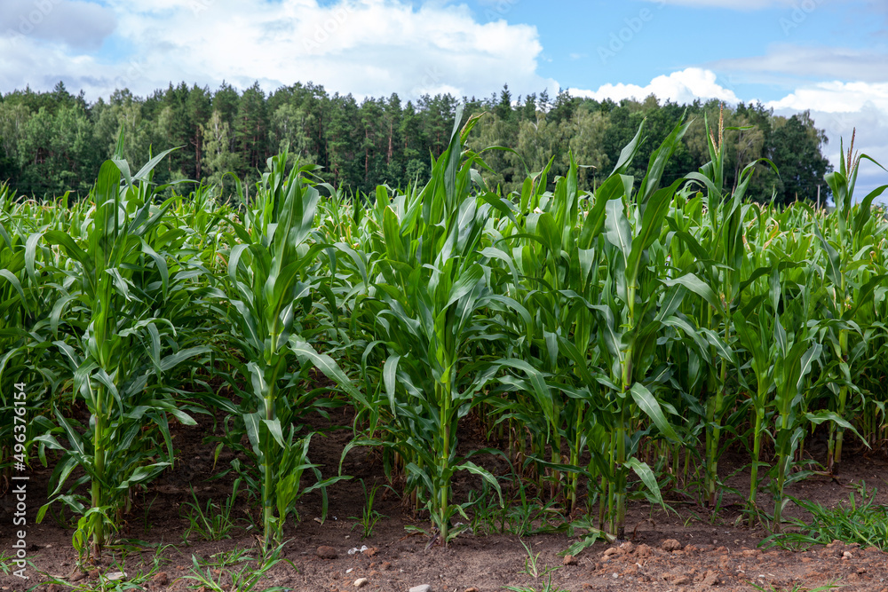 young green corn in the summer