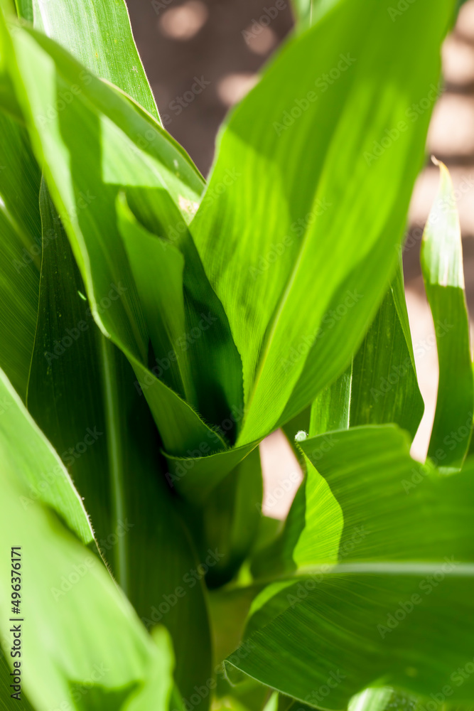 Obraz premium young green corn in the summer