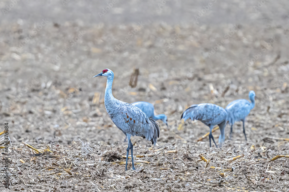 Fototapeta premium Sandhill Cranes (Antigone canadensis) Feeding on Fields