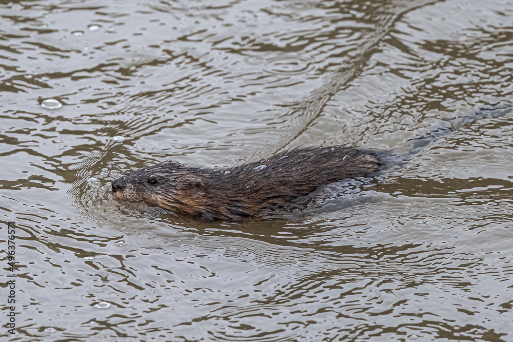 Muskrat (Ondatra zibethicus) Swimming in a River Muskrat (Ondatra zibethicus) Swimming in a River