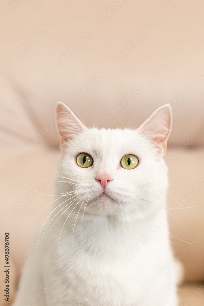 A white purebred cat. Turkish angora. Portrait. Animal themes. Pets