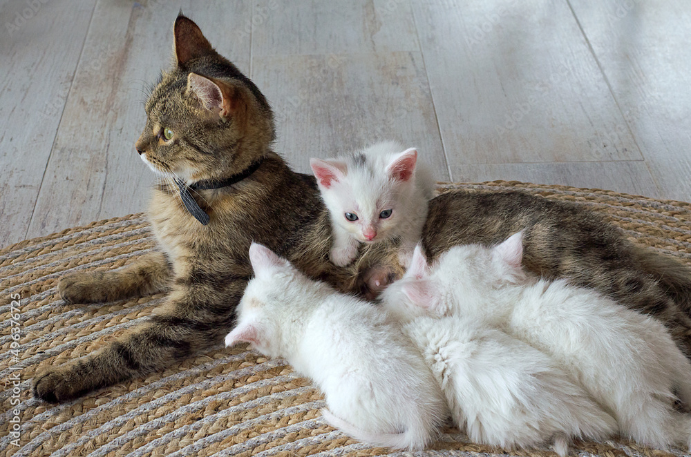 Cat feeding outlet kittens