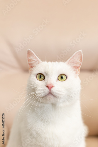 A white purebred cat. Turkish angora. Portrait. Animal themes. Pets