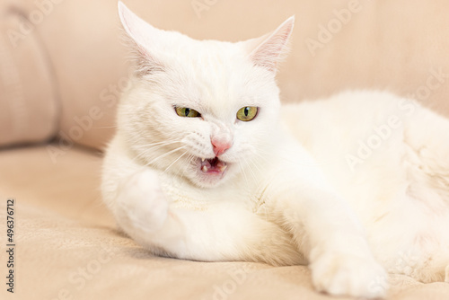 A domestic cat. A white, British purebred cat. Close-up. Animal themes. Pets