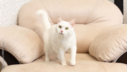 Photography A white purebred cat