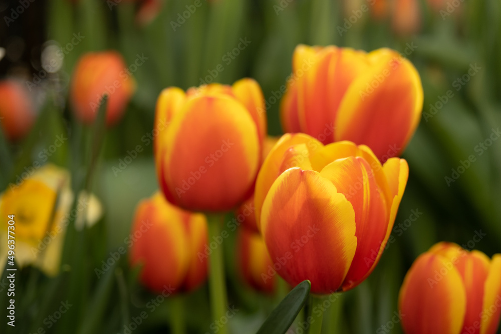Juicy tulips with red-yellow flowers. Side view. Lots of tulips. Spring postcard, background, natural texture