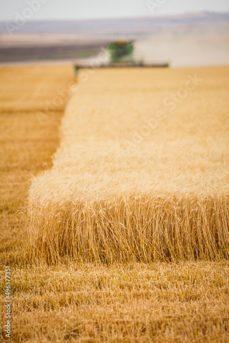 Shallow depth of field selectively focuses emphasis on the wheat in the foreground with the combine in soft focus harvesting in the background. 