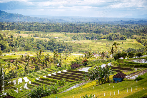 Rice terrace in Bali © luckybusiness