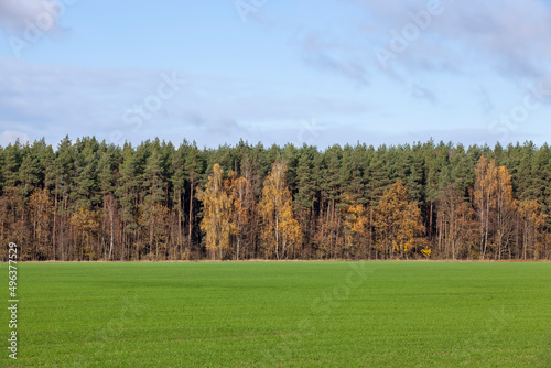 trees with orange foliage in the autumn season © rsooll