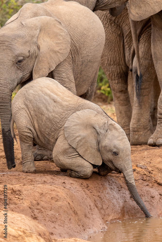 Cute elephant calf trying to drink water, Addo Elephant National Park