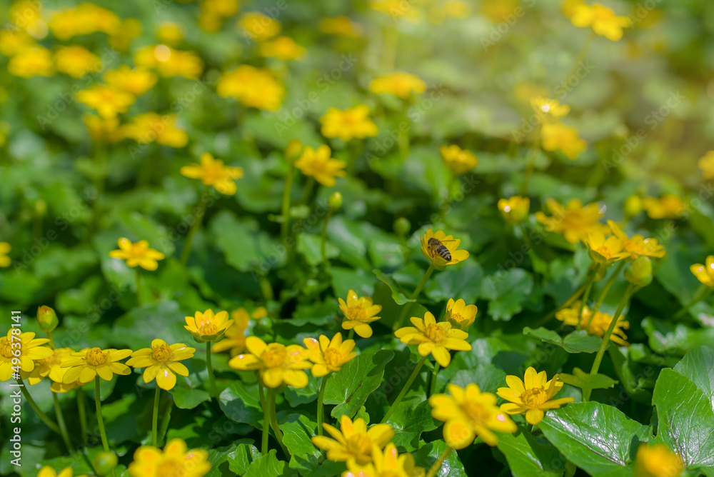 Obraz premium Ranunculus auricomus, spring time