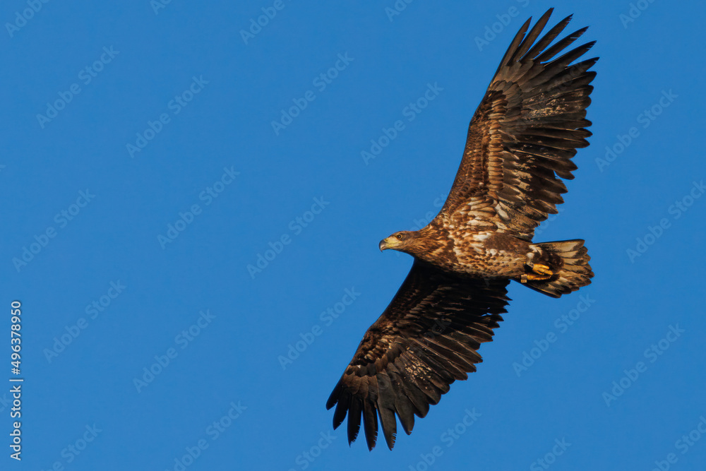 Naklejka premium Ein Seeadler im Überflug vor wolkenlosen Himmel
