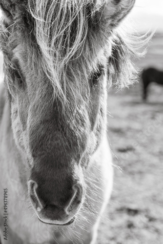 Icelandic Horse