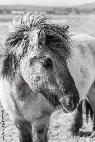 Icelandic Horse