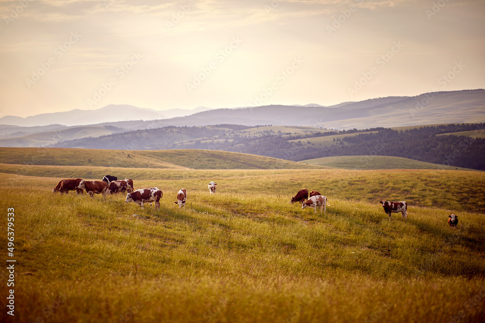 Beautiful view on cows grazing on the meadow. Scenery, nature, view