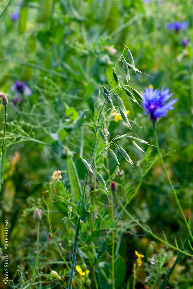 agricultural plants and blue flowering cornflowers