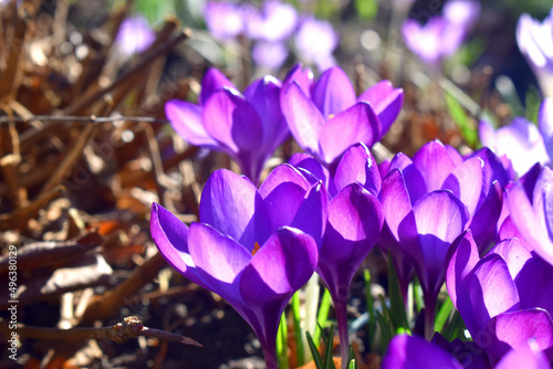 Beautiful Purple crocus flowers blooming with sunlight on nature blurred background, beautiful flowering in garden on sunny day in spring season in UK. Nature background.