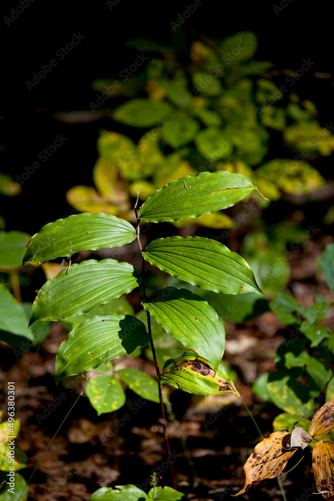 Autumn leaves in various states of decay captured along a hiking trail in an Ontario Provincial Park. Autumn leaves in various states of decay captured along a hiking trail in an Ontario Provincial Park.