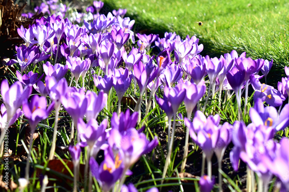 Beautiful Purple flowers blooming against sunlight with copy space. Beautiful spring flowering in garden in UK. Beautiful Purple flowers blooming against sunlight with copy space. Beautiful spring flowering in garden in UK.